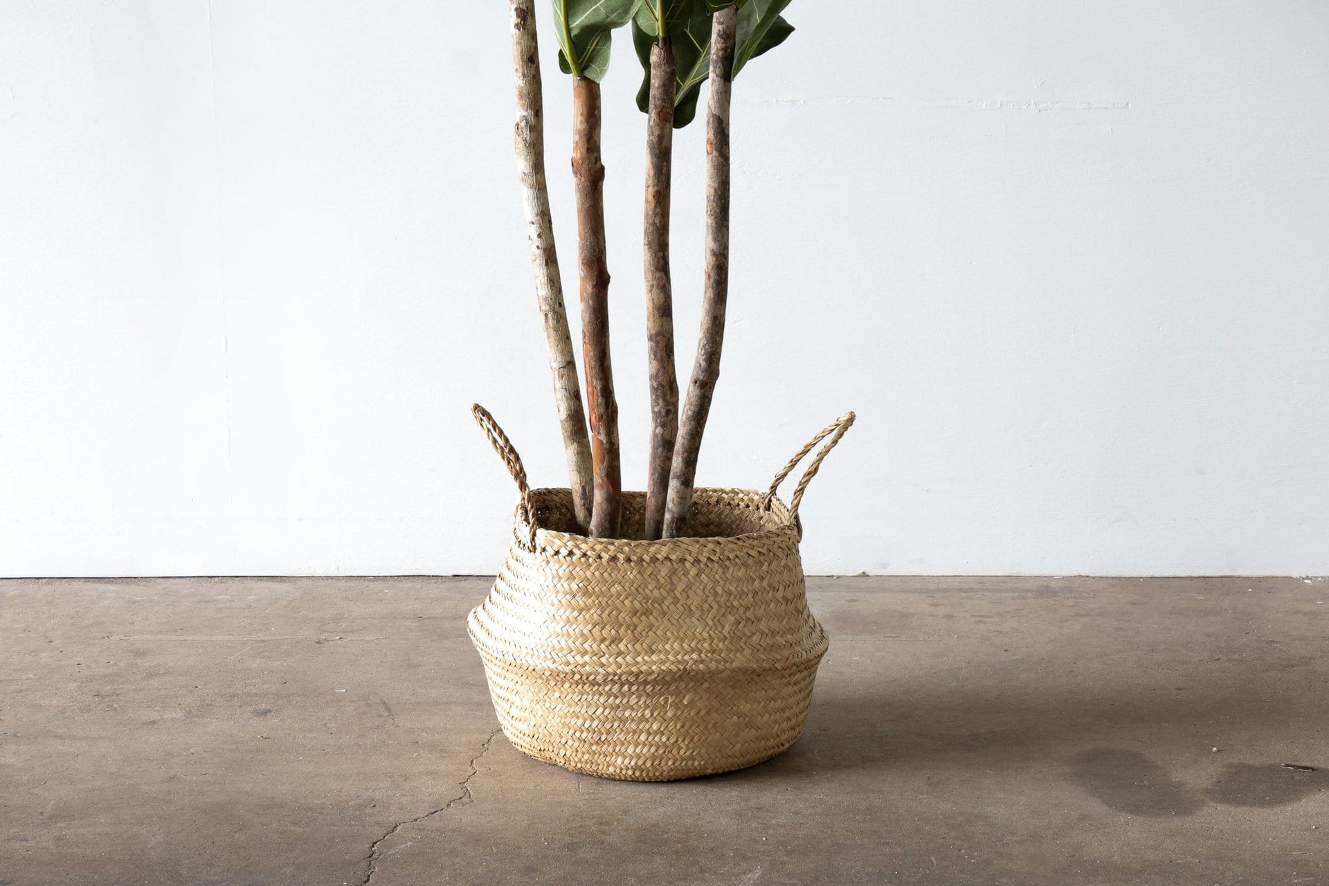 Faux Tree - FIDDLE LEAF FIG