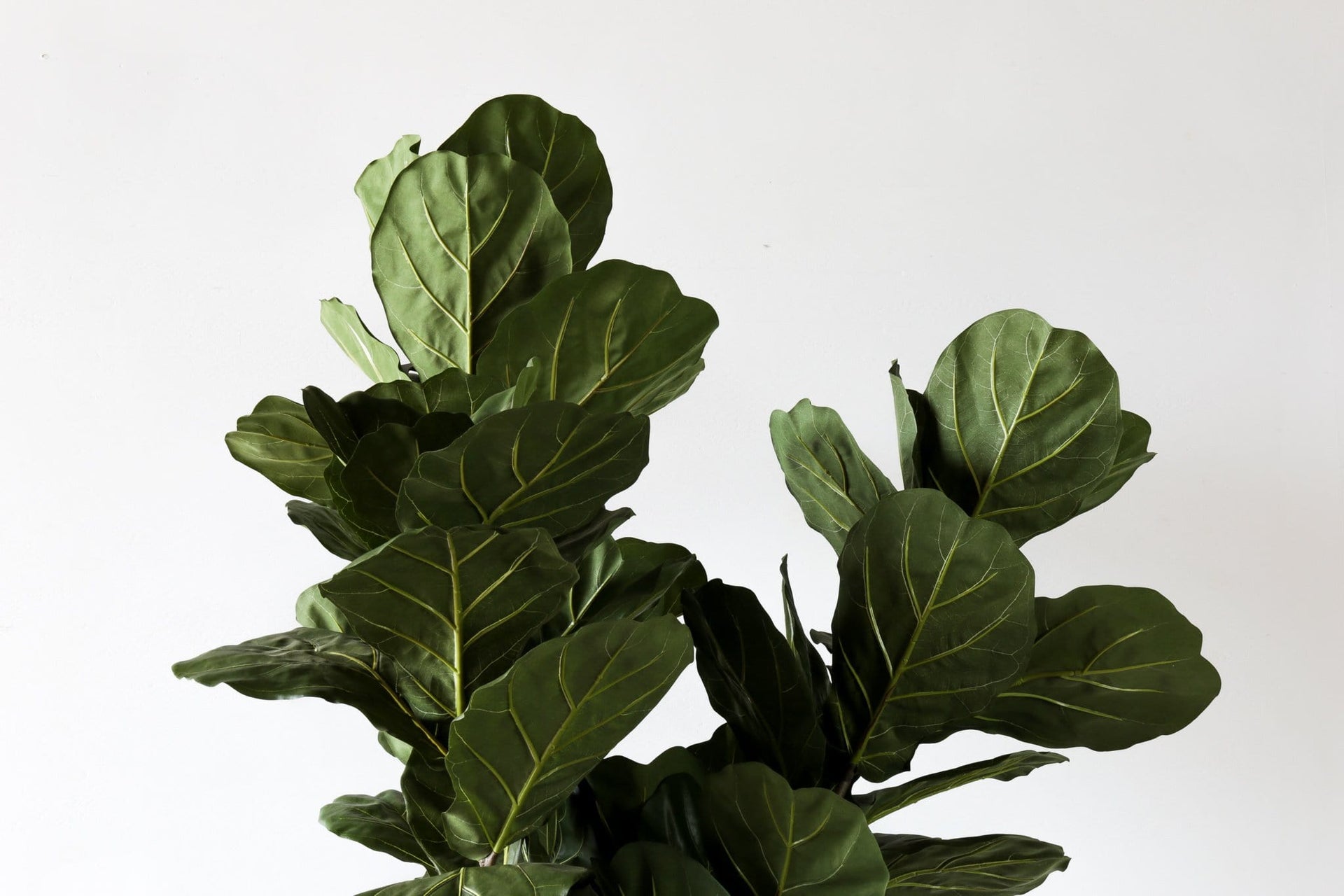 Faux Tree - FIDDLE LEAF FIG