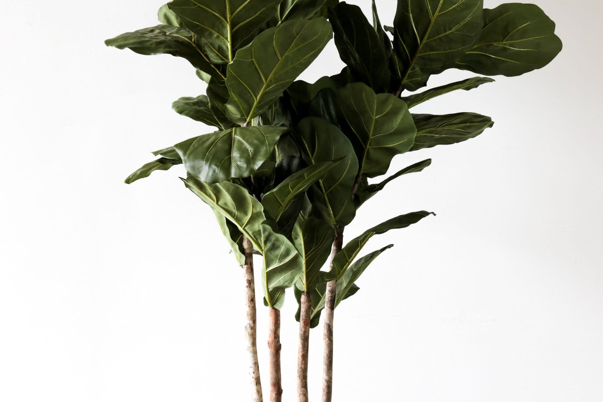 Faux Tree - FIDDLE LEAF FIG