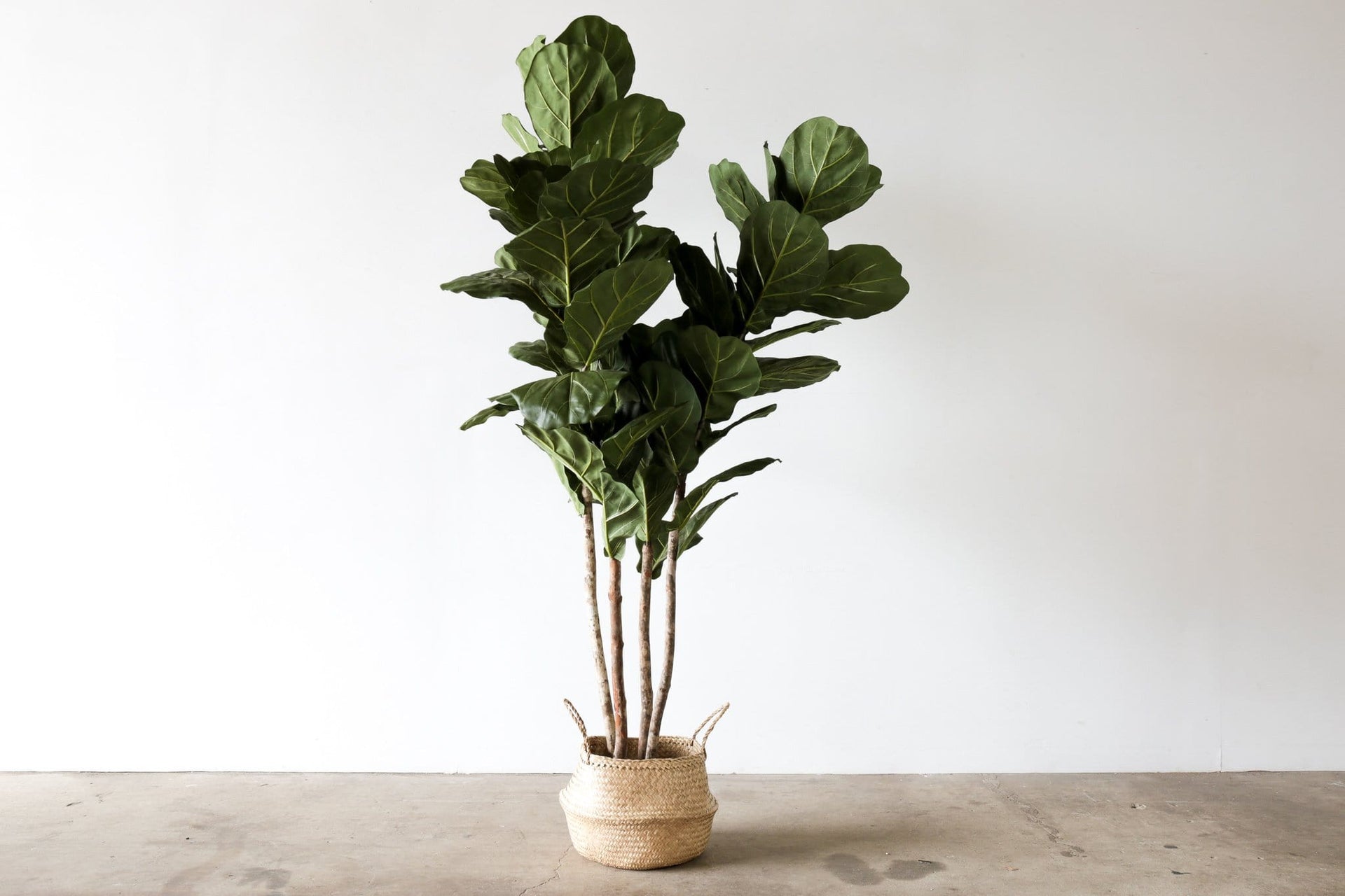 Faux Tree - FIDDLE LEAF FIG