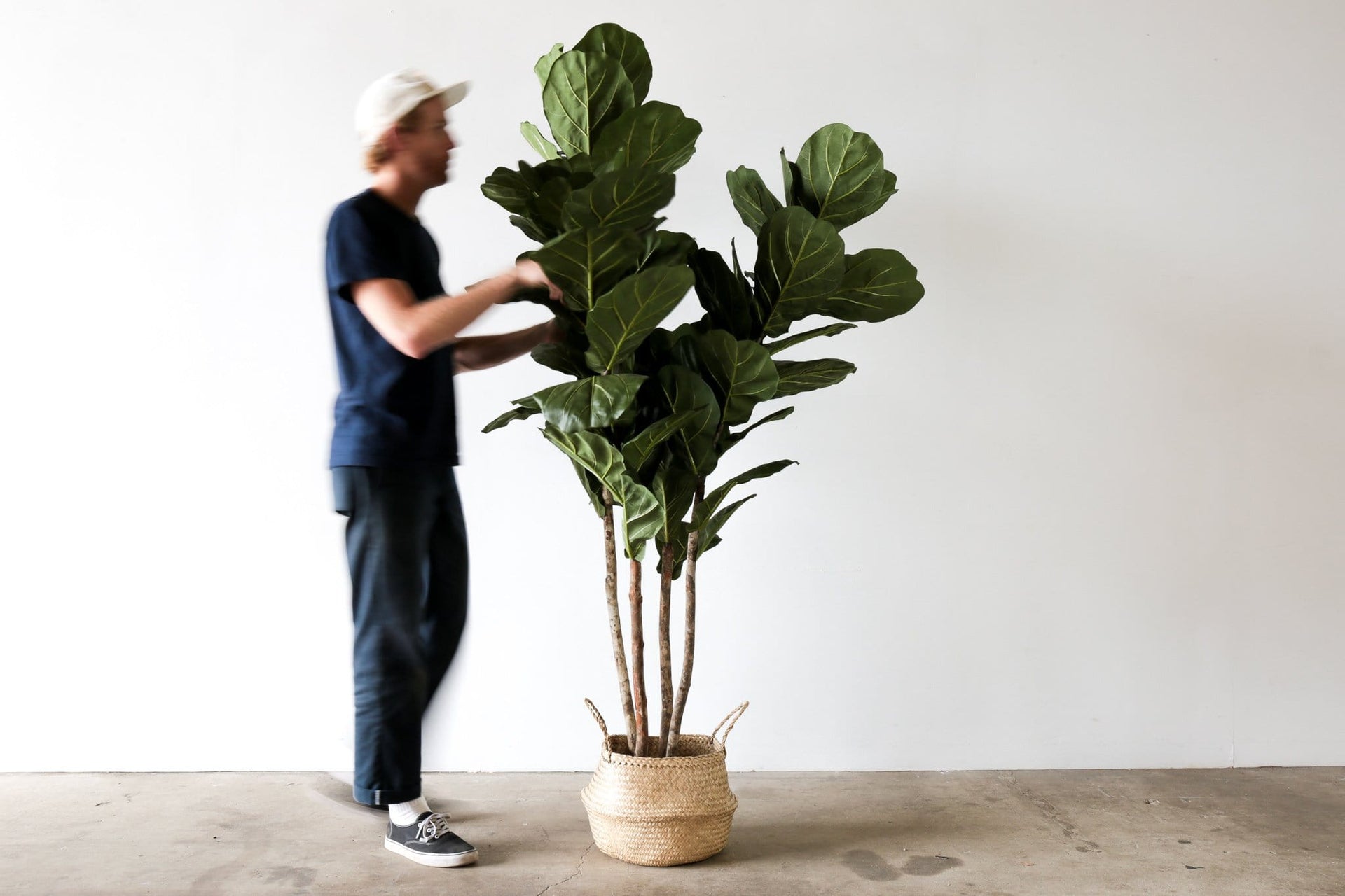 Faux Tree - FIDDLE LEAF FIG