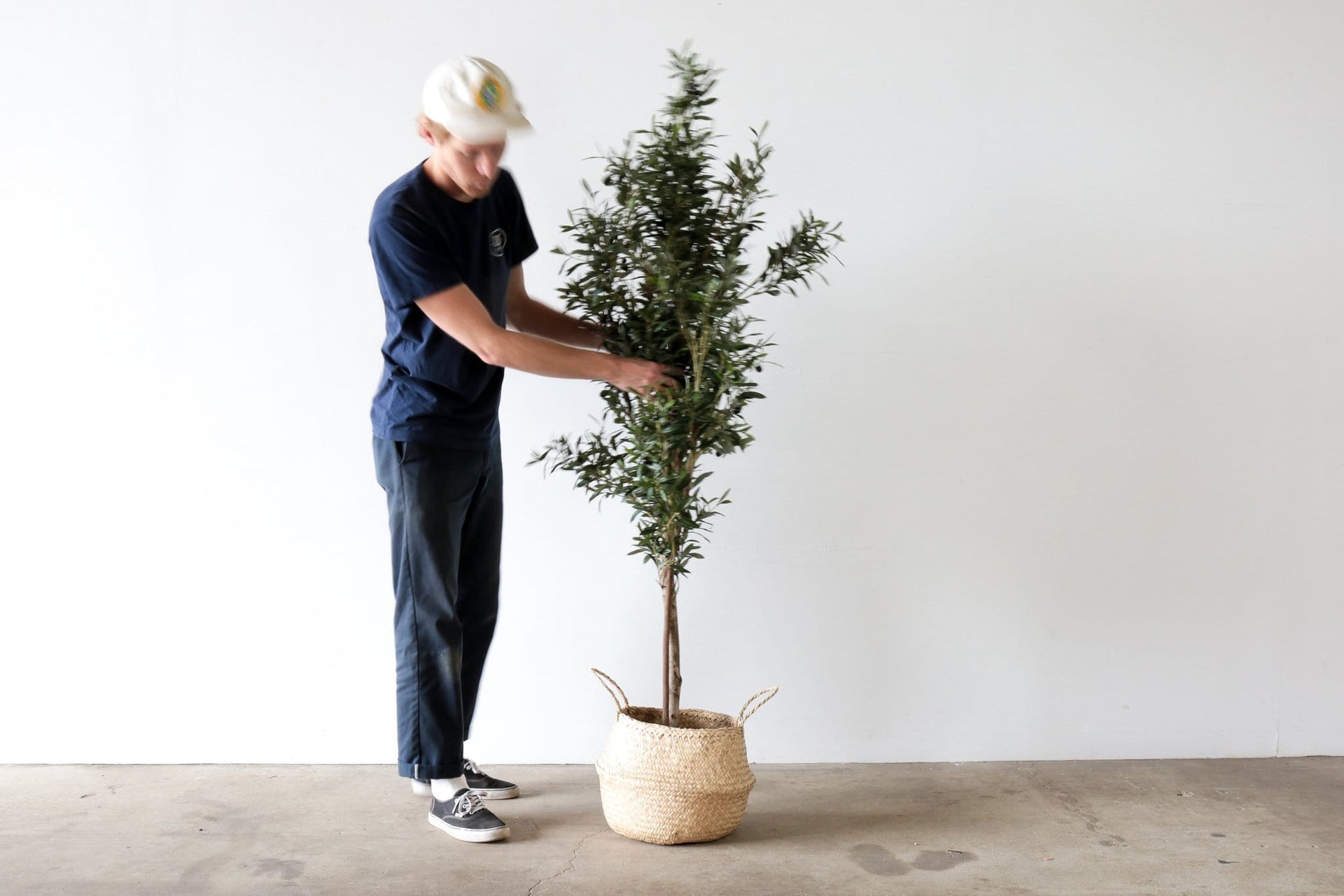 Faux Tree - OLIVE TREE