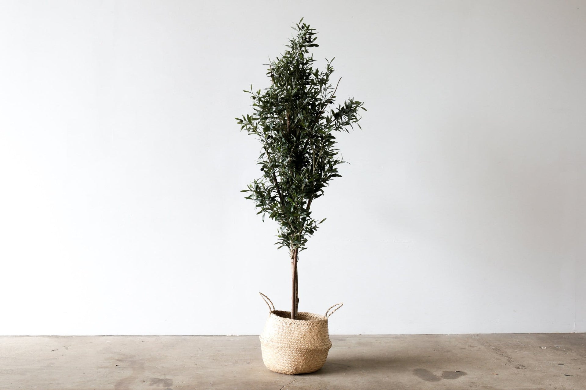 Faux Tree - OLIVE TREE